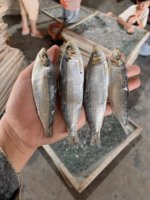 Hareng fumé en gros, hareng fumé séché du Vietnam, poisson pour l'exportation au meilleur prix, vacances