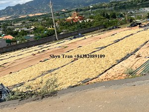 <b>Raw</b> <b>Sea</b> <b>Moss</b> for Food Export With Much Nutrition Best Quality and Lowest Price Manufactures by Vietnam/Shyn Tran - Product Image 3