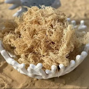 Mousse d'Irlande séchée gracilaria/algues gracilaria du Vietnam // Ms.Laura - Product Image 1