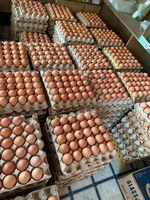 Oeufs de poulet de table bruns de qualité supérieure bon marché