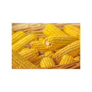 Maíz dulce secado al aire de maíz amarillo y blanco no OGM de alta calidad para exportación de piensos disponibles para la venta - Product Image 5