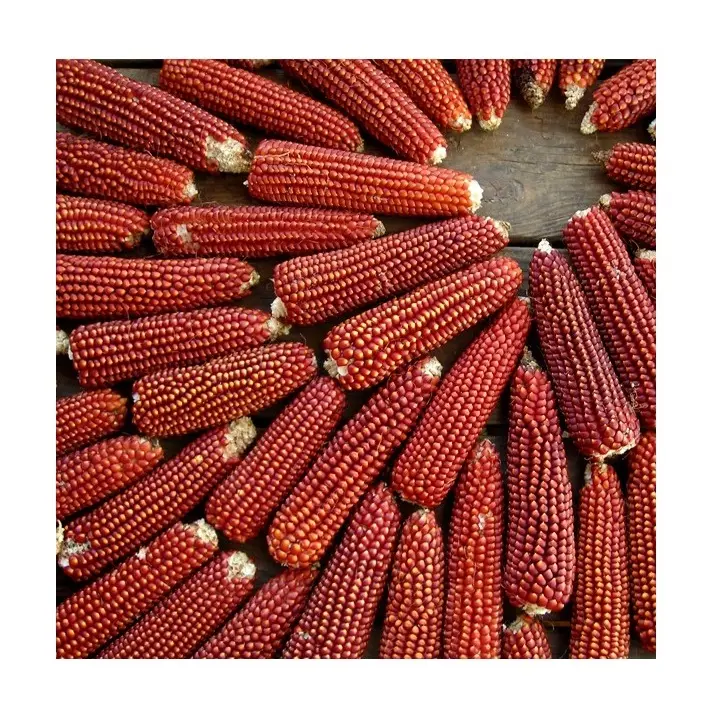 Bulk Supplier of Indian Natural Organic Red Maize Corn for Sale