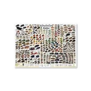 Póster de escarabajo nativo para decoración de pared, tamaño DIN A1 alemán - Product Image 3