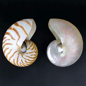 Grande spirale marine coquille ornement décoratif naturel artisanat matériel intérieur maison Vietnam - Product Image 1