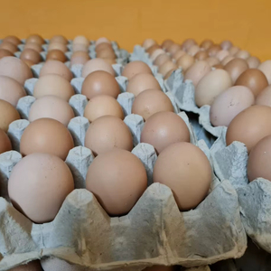 Fresh Brown Table <b>Eggs</b> /Chicken <b>Eggs</b>, Sell At Best Rate Farm Fresh Chicken Table Brown <b>Eggs</b> - Product Image 1