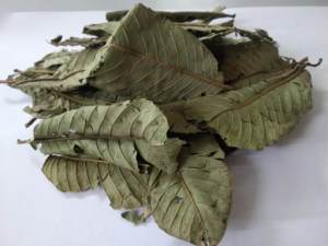 Las hojas de guayaba secas 100% naturales de alta calidad premium hechas en Vietnam al mejor precio - Product Image 2