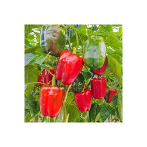 100 pezzi semi rari California seme pepe pepe in vaso regalo - Product Image 2