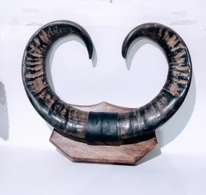 Par de Cuernos de Búfalo Naturales Pulidos a Mano de Alta Calidad, Decoración Ecológica para el Hogar, Estilo Antiguo, Imitación Negra Personalizada - Product Image 2