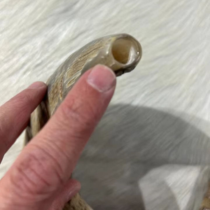 ฮอร์นแกะแกะขัดทางศาสนามากมายของตกแต่งบ้านอินเดียรักวัสดุอินทรีย์ฮอร์นดื่มโดยงานฝีมือเสี้ยว - Product Image 5