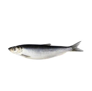 Vente flash, poisson congelé frais, hareng entier rond - Product Image 2