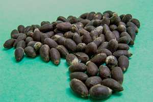 Graines de jatropha séchées biologiques naturelles à vendre - Product Image 6