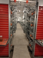 Système de cages en batterie automatique pour élevages de poulets, équipement de cages pour poulets de ferme avicole pour une production d'œufs à haut rendement