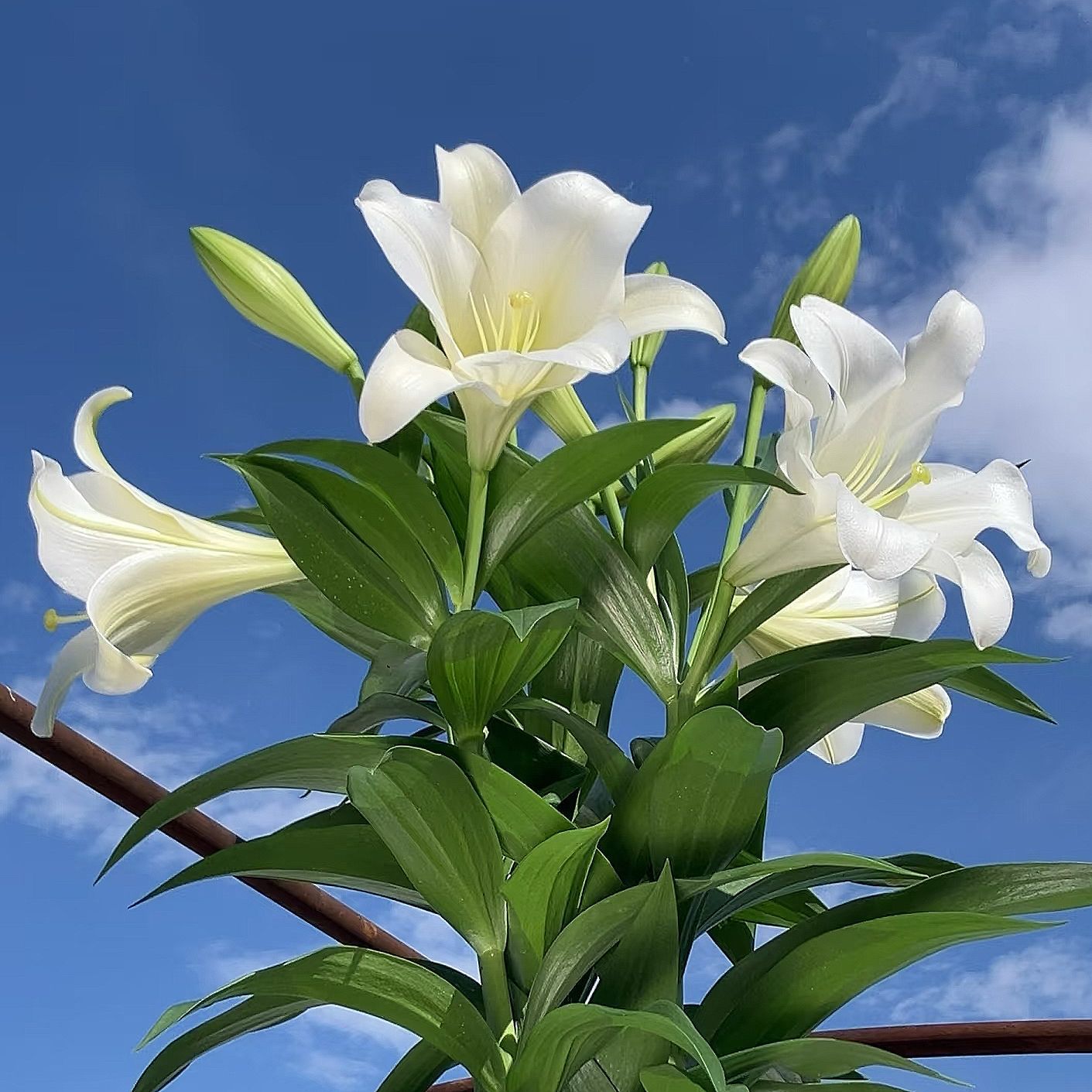 Lys blancMultiBloom