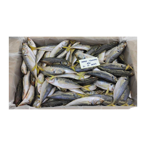 Caballa del Atlántico a Precio Económico, Suministro al por Mayor, Pescado Auténtico - Product Image 5