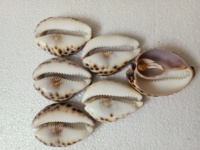 Coquillages de mer tigre découpés, écologiques, sculptés, vente en gros pour designers de bijoux, pendentifs artisanaux, artisanat côtier marin