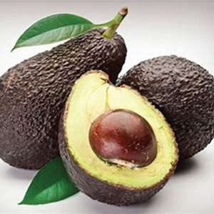 Avocat frais de meilleure qualité dans le monde entier aux prix de gros - Product Image 6