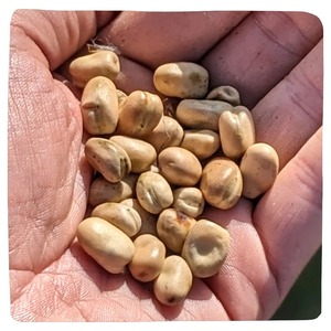 Frijoles pequeños de primera calidad secos y sabor fresco natural y suministro a granel de excelente tamaño para compradores - Product Image 2