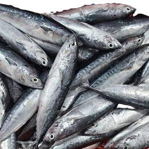 Alta calidad IQF Frozen Bullet Tuna Fish 100-300g Paquete de vacío redondo completo Origen de Vietnam - Product Image 6