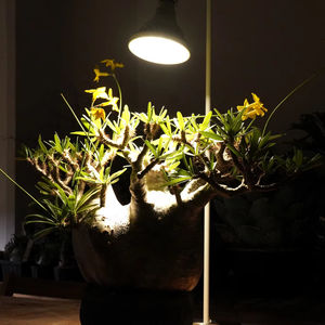 Qualité exceptionnelle Top Class 20W Durée de vie 2000 WAP SUN Full Spectrum Plant Growing Light Led - Product Image 1