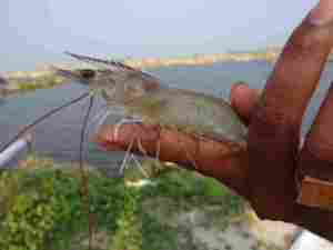 Bioclean Aqua Plus Complément Alimentaire pour Animaux - Product Image 3