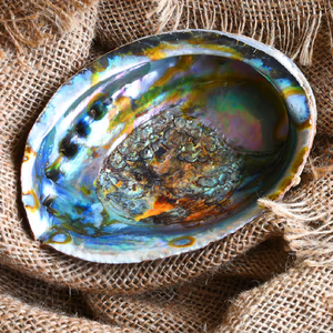 Vente en gros de coquilles d'ormeau crues naturelles Bol à bavures coquillage Brûleur d'encens coquilles d'ormeau de la part de l'Inde à bas prix d'usine - Product Image 2