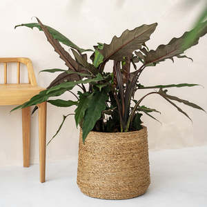 Nouveautés Faits à la Main Eco Friendly Seagrass Flower Pot Flower Pot Plant Holders | Tienphong Handicrafts - Product Image 5