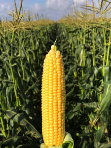 Maïs jaune et sucré déshydraté de haute qualité du fournisseur chinois Maïs conservé lyophilisé en vrac Processus de séchage FD - Product Image 3