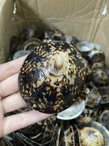 Décor de plage marron ivoire ovale coquille de mer patte escargot coquille approvisionnement en vrac poli coquille d'escargot artisanat - Product Image 4