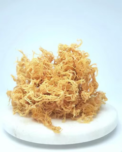 สาหร่ายมอสทะเลแห้ง ขายส่ง คุณภาพพรีเมียม ผู้ส่งออกสาหร่ายมอสทะเล - Product Image 3
