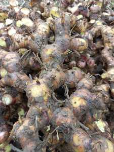 ข่าแช่แข็งคุณภาพพรีเมียมราคาดีที่สุดจากเวียดนาม ส่งออกจำนวนมาก - Product Image 4