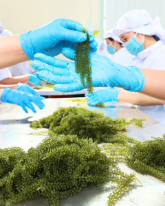 Fabricante vietnamita que ofrece uvas de mar para pedidos de exportación a granel con garantía de calidad estable. - Product Image 4