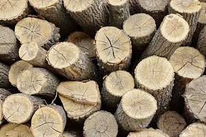 Bois de chauffage séché/Bois de chauffage de chêne/hêtre/frêne/épicéa/bois de feu de bouleau à vendre - Product Image 3