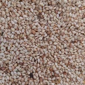 Graines de sésame biologiques certifiées fraîches et séchées pour l'alimentation - Product Image 3