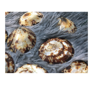 เปลือกหอยที่หายากสำหรับการสร้างสรรค์งานฝีมือของตกแต่งบ้านที่ไม่เหมือนใครและเครื่องประดับสุดหรูจากซัพพลายเออร์เวียดนามราคาจำนวนมาก - Product Image 4