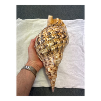 Grande coquille de trompette de triton Charonia Tritonis, coquille de mer antique rare, trompette de triton géante avec prix compétitif 99GD