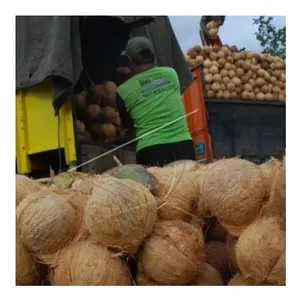 Bulk Fresh Young Coconut / Young Semi Husk Coconut Top Quality From Thailand