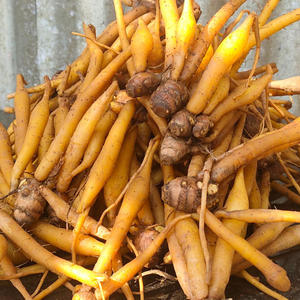 Raíz de Dedo Exótica del Sudeste Asiático para Importadores de Especias y Creadores de Comida - Product Image 4