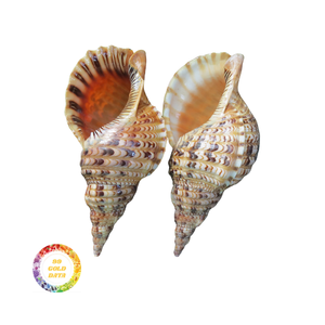 Concha de mar de trompeta natural seleccionada a mano de primera calidad, ideal para decoración del hogar y colecciones marinas - Product Image 6