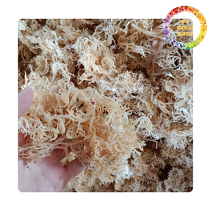 Cottoni <b>Dried</b> Sea <b>Moss</b> from Viet Nam | Delicious Seaweed /High Quality Irish Sea <b>Moss</b> - Product Image 4
