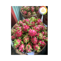 Vers Drakenfruit Van Vietnam Natuurlijk Tropisch Product Voor Export Retail En Levering Van De Voedingsindustrie