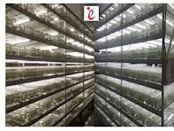 Estante de crecimiento de plantas LED comercial Sistema de estante de cultivo de tejidos con niveles ajustables - Product Image 2