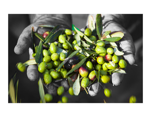 Olio d'oliva In ceramica versione verde colorato In bottiglia dell'artista Ty Puglia Extra vergine ricaricabile 0,25 Lt - Product Image 5
