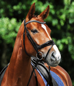 Starlight Snaffle Bridle Entretenimiento inteligente Al Aire Libre Asequible Deportes de lujo Carreras de caballos Brida Personalización Estacional - Product Image 4