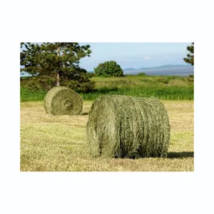 Rhodes Grass Hay Bales For Animal Feed and Forage Best Quality Rhode