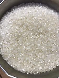 ข้าวญี่ปุ่นพรีเมียม จำหน่ายราคาส่ง สำหรับร้านอาหาร ค้าปลีก และส่งออก เนื้อข้าวนุ่มเหนียว คุณภาพสูง - Product Image 3