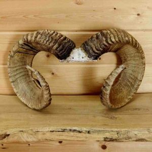 Venta directa de cuerno de oveja natural de alta calidad, mayorista hecho a mano, cuerno de oveja real, lámpara de sal para decoración del hogar, animales crudos - Product Image 3