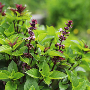 Vente en gros de graines de basilic séchées de qualité supérieure Prix compétitif Graines en vrac à un prix abordable. - Product Image 1