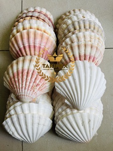 Conchas Marinas Blancas Naturales al por Mayor, Hermosas Conchas para Decoración de Vietnam - Product Image 2