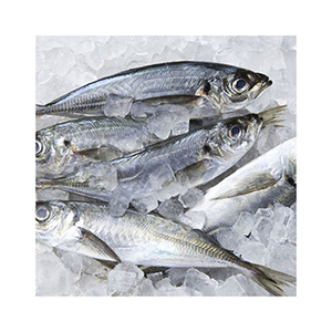 Camarón del Atlántico fresco, listo para compra al por mayor para los mercados minoristas y de servicios de alimentos - Product Image 5