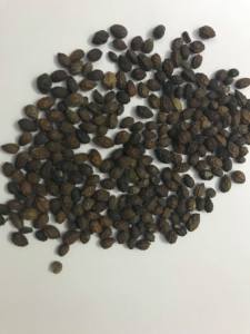 La meilleure extraction d'huile de graines de papaye séchée, matière première de qualité supérieure d'assaisonnement pour usage culinaire, extraction d'huile, assaisonnement Vietnam - Product Image 6